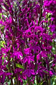 LOBELIA CARDINALIS NATALIE