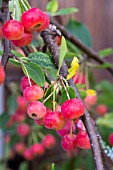 MALUS RED JADE