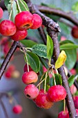 MALUS RED JADE