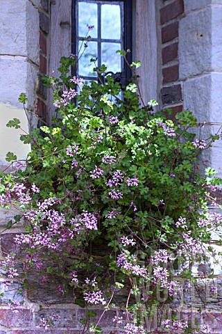 PELARGONIUM_DEERWOOD_LAVANDER_LASS