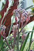 ANIGOZANTHOS DWARF DELIGHT