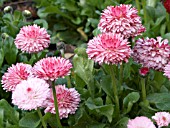 BELLIS PERENNIS,  RUBY ROSE