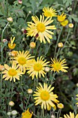 CHRYSANTHEMUM MARY STOKER