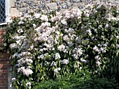 CLEMATIS ARMANDII,  APPLEBLOSSOM