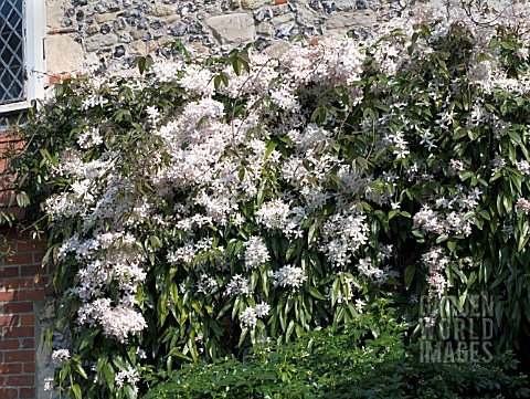 CLEMATIS_ARMANDII__APPLEBLOSSOM