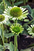 ECHINACEA GREEN JEWEL