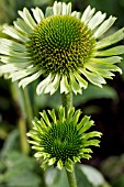 ECHINACEA GREEN JEWEL