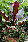 ENSETE VENTRICOSUM MAURELII