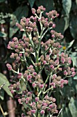 ERYINGIUM PANDANIFOLIUM PURPLE PHYSIC