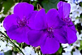 TIBOUCHINA URVILLEANA