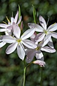 HESPERANTHA COCCINEA WILFRED H BRYANT