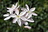 HESPERANTHA COCCINEA WILFRED H BRYANT