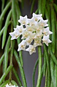 HOYA LINEARIS