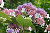 HYDRANGEA ASPERA KAWAKAMII GROUP