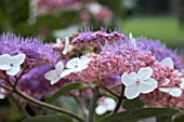 HYDRANGEA ASPERA KAWAKAMII GROUP