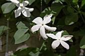 JASMINUM GRANDIFLORUM DE GRASSE