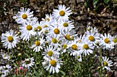 LEUCANTHEMELLA SEROTINA