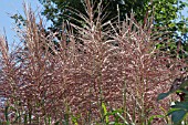 MISCANTHUS SINENSIS MALEPARTUS