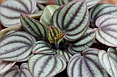 PEPEROMIA BAMBINO