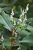 PERSICARIA POLYMORPHA