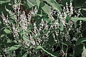 PERSICARIA POLYMORPHA