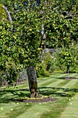 PRUNUS DOMESTICA  BRAMLEYS SEEDLING