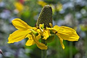 RUDBECKIA MAXIMA