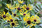 RUDBECKIA SUBTOMENTOSA HENRY EILERS