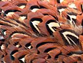 PHEASANT FEATHER DETAILS (PHASIANUS COLCHICUS)