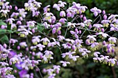 THALICTRUM DELAVAYI