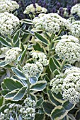 SEDUM ERYTHROSTICTUM FROSTY MORN