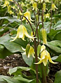 ERYTHRONIUM OREGONUM,  PAGODA