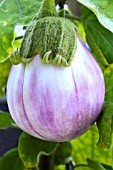 SOLANUM MELONGENA ROSA BIANCA