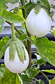 SOLANUM MELONGENA BIANCA