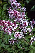 SYRINGA PUBESCENS MICROPHYLLA SUPERBA