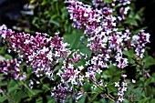 SYRINGA PUBESCENS MICROPHYLLA SUPERBA