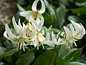 ERYTHRONIUM CALIFORNICUM,  WHITE BEAUTY