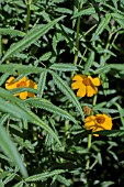 TAGETES LIMONII