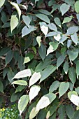 ACTINIDIA PILOSULA