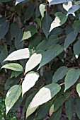 ACTINIDIA PILOSULA