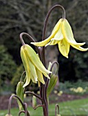 ERYTHRONIUM OREGONUM,  PAGODA