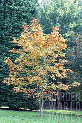 AESCULUS_TURBINATA_AUREA