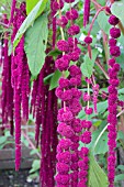 AMARANTHUS PONY TAILS