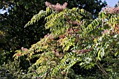 ARALIA SPINOSA