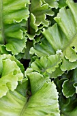 ASPLENIUM SCOLOPENDRIUM CRISPUM BOLTONS NOBILE