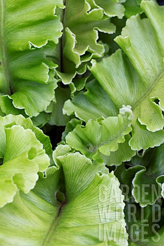 ASPLENIUM_SCOLOPENDRIUM_CRISPUM_BOLTONS_NOBILE