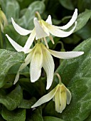 ERYTHRONIUM CALIFORNICUM,  WHITE BEAUTY