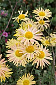 CHRYSANTHEMUM MARY STOKER