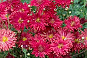 CHRYSANTHEMUM RUBY MOUND