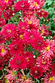 CHRYSANTHEMUM RUBY MOUND